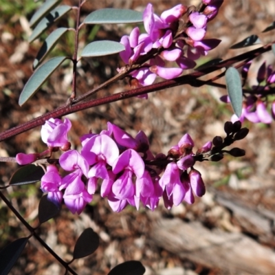 Indigofera australis subsp. australis (Australian Indigo) at Chisholm, ACT - 7 Sep 2021 by JohnBundock