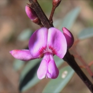 Indigofera australis subsp. australis at Chisholm, ACT - 7 Sep 2021