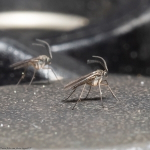 Cecidomyiidae (family) at Downer, ACT - 7 Sep 2021