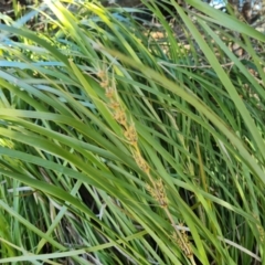 Lomandra longifolia (Spiny-headed Mat-rush, Honey Reed) at Isaacs Ridge - 7 Sep 2021 by Mike
