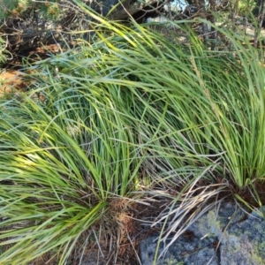 Lomandra longifolia at Isaacs, ACT - 7 Sep 2021