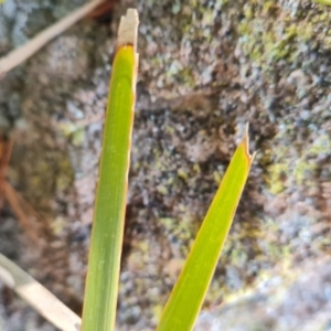 Lomandra longifolia at Isaacs, ACT - 7 Sep 2021