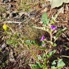 Solanum cinereum (Narrawa Burr) at Isaacs Ridge and Nearby - 7 Sep 2021 by Mike