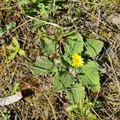 Cymbonotus sp. (preissianus or lawsonianus) (Bears Ears) at Isaacs Ridge and Nearby - 7 Sep 2021 by Mike