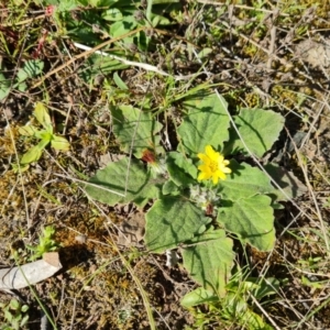 Cymbonotus sp. (preissianus or lawsonianus) at Isaacs, ACT - 7 Sep 2021