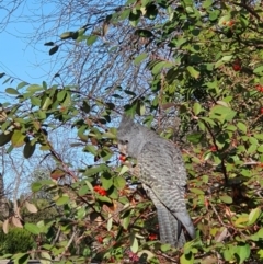 Callocephalon fimbriatum (Gang-gang Cockatoo) at Curtin, ACT - 6 Sep 2021 by HallamWalsh