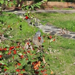 Callocephalon fimbriatum at Curtin, ACT - 7 Sep 2021