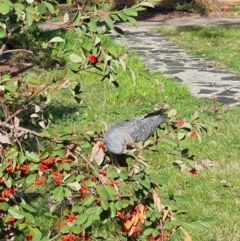 Callocephalon fimbriatum at Curtin, ACT - 7 Sep 2021