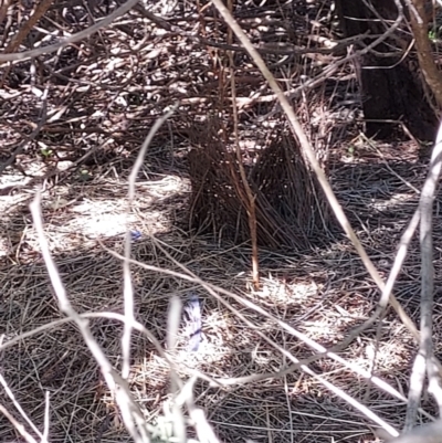 Ptilonorhynchus violaceus (Satin Bowerbird) at Fadden, ACT - 7 Sep 2021 by ET