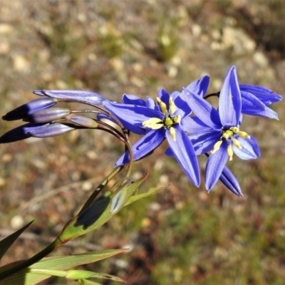 Stypandra glauca (Nodding Blue Lily) at Tralee, ACT - 7 Sep 2021 by JohnBundock