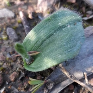 Glossodia major at Carwoola, NSW - 7 Sep 2021