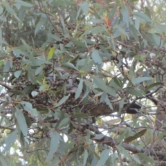 Callocephalon fimbriatum (Gang-gang Cockatoo) at Hawker, ACT - 13 Mar 2021 by sangio7