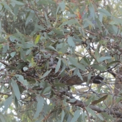 Callocephalon fimbriatum (Gang-gang Cockatoo) at The Pinnacle - 12 Mar 2021 by sangio7