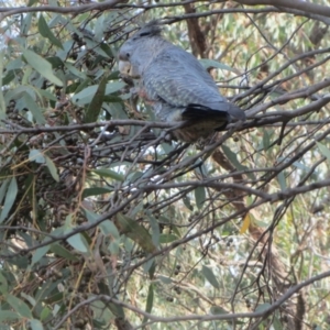 Callocephalon fimbriatum at Hawker, ACT - 13 Mar 2021