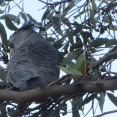 Callocephalon fimbriatum at Hawker, ACT - 13 Mar 2021