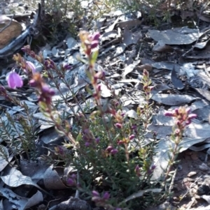 Tetratheca bauerifolia at Carwoola, NSW - suppressed