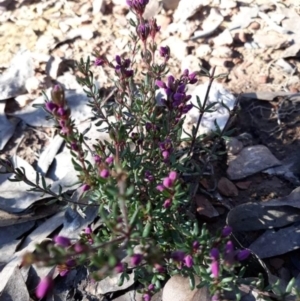 Tetratheca bauerifolia at Carwoola, NSW - suppressed