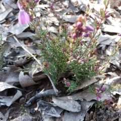 Tetratheca bauerifolia at Carwoola, NSW - suppressed