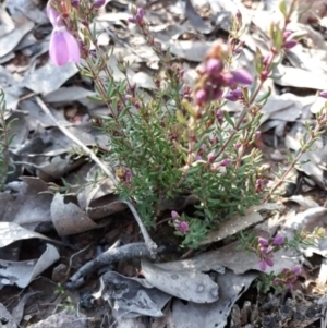 Tetratheca bauerifolia at Carwoola, NSW - suppressed