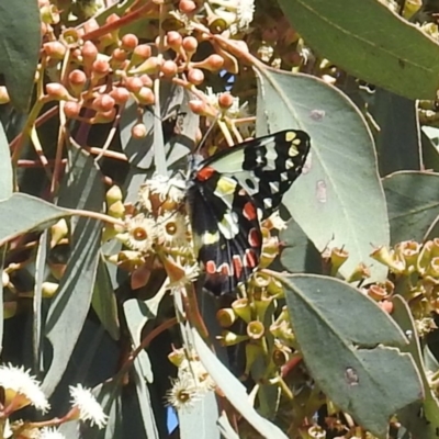 Delias aganippe (Spotted Jezebel) at Tuggeranong DC, ACT - 7 Sep 2021 by HelenCross