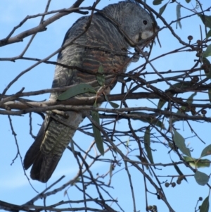 Callocephalon fimbriatum at Hawker, ACT - 2 Apr 2021