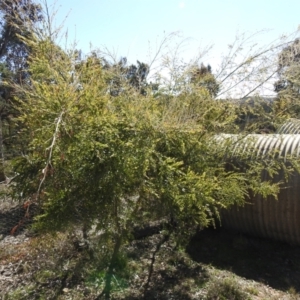 Acacia howittii at Carwoola, NSW - suppressed