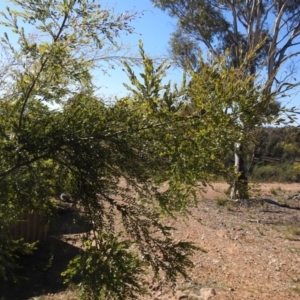 Acacia howittii at Carwoola, NSW - suppressed