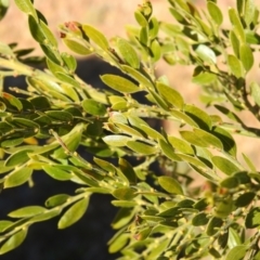 Acacia howittii at Carwoola, NSW - suppressed