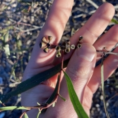 Eucalyptus viridis at Higgins Woodland - 2 Sep 2021 by MattM