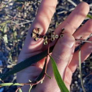 Eucalyptus viridis at Higgins Woodland - 2 Sep 2021 05:06 PM