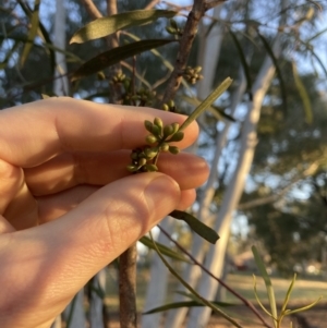 Eucalyptus viridis at Higgins Woodland - 2 Sep 2021 05:06 PM