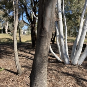 Eucalyptus viridis at Higgins Woodland - 2 Sep 2021 05:06 PM