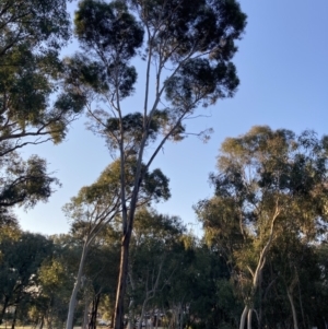 Eucalyptus viridis at Higgins Woodland - 2 Sep 2021 05:06 PM