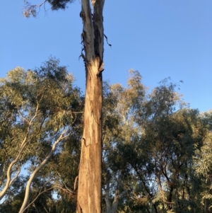 Eucalyptus viridis at Higgins Woodland - 2 Sep 2021 05:06 PM