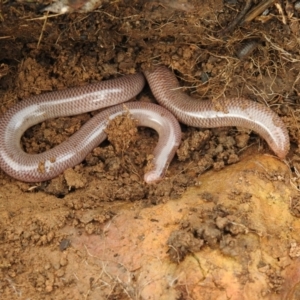 Anilios nigrescens at Carwoola, NSW - suppressed