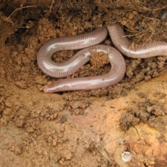 Anilios nigrescens at Carwoola, NSW - suppressed