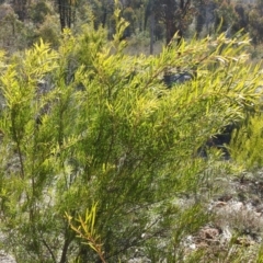 Unidentified Wattle at Carwoola, NSW - 22 Aug 2021 by Liam.m