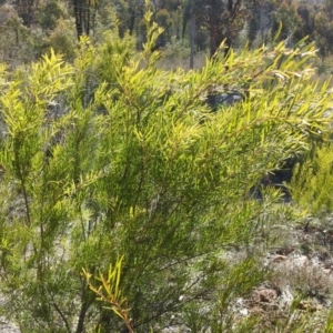 Acacia floribunda at QPRC LGA - 22 Aug 2021