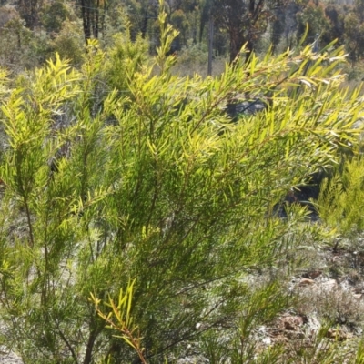 Unidentified Wattle at Carwoola, NSW - 22 Aug 2021 by Liam.m