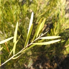 Acacia floribunda at QPRC LGA - 22 Aug 2021