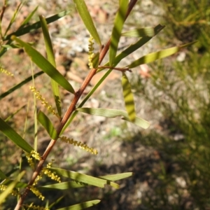 Acacia floribunda at QPRC LGA - 22 Aug 2021