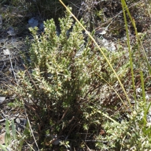 Melichrus urceolatus at Carwoola, NSW - 22 Aug 2021