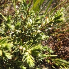 Melichrus urceolatus at Carwoola, NSW - 22 Aug 2021