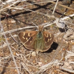 Herimosa albovenata (White-veined Sand-skipper) by owenh