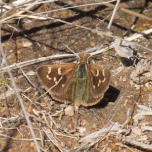 Herimosa albovenata at Theodore, ACT - 6 Sep 2021