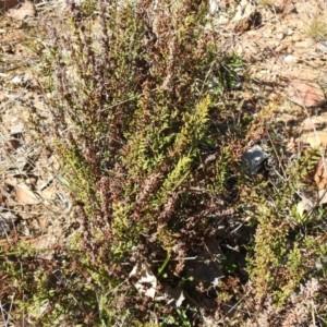 Cheilanthes sieberi at Carwoola, NSW - 22 Aug 2021