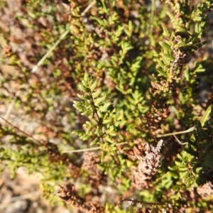 Cheilanthes sieberi at Carwoola, NSW - 22 Aug 2021