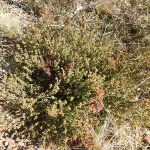 Pultenaea procumbens at Carwoola, NSW - 22 Aug 2021