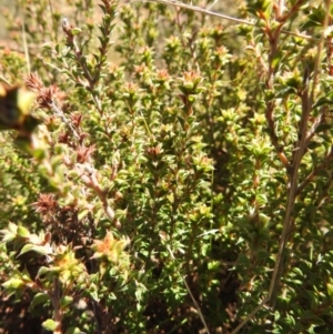 Pultenaea procumbens at Carwoola, NSW - 22 Aug 2021