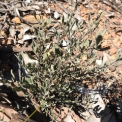 Hibbertia obtusifolia (Grey Guinea-flower) at Carwoola, NSW - 22 Aug 2021 by Liam.m